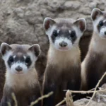 10 Fun Tricks to Teach Your Ferret