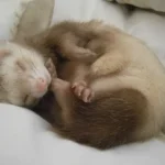 What Does an Unhealthy Ferret Look Like?