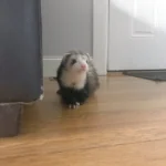 How to Nurse a Ferret Back to Health