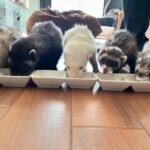 Top 7 Clever Tricks Your Ferret Can Learn
