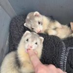 Baby Ferret Care Guide: Everything You Need to Know About Kits