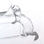 Ferret Drawing: A Complete Guide to Capturing Your Playful Companion on Paper