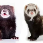 Ferret or Seal? 15 Amazing Moments Ferrets Looked Just Like Tiny Sea Seals