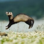Is Your Ferret Happy? 5 Clear Signs to Look For