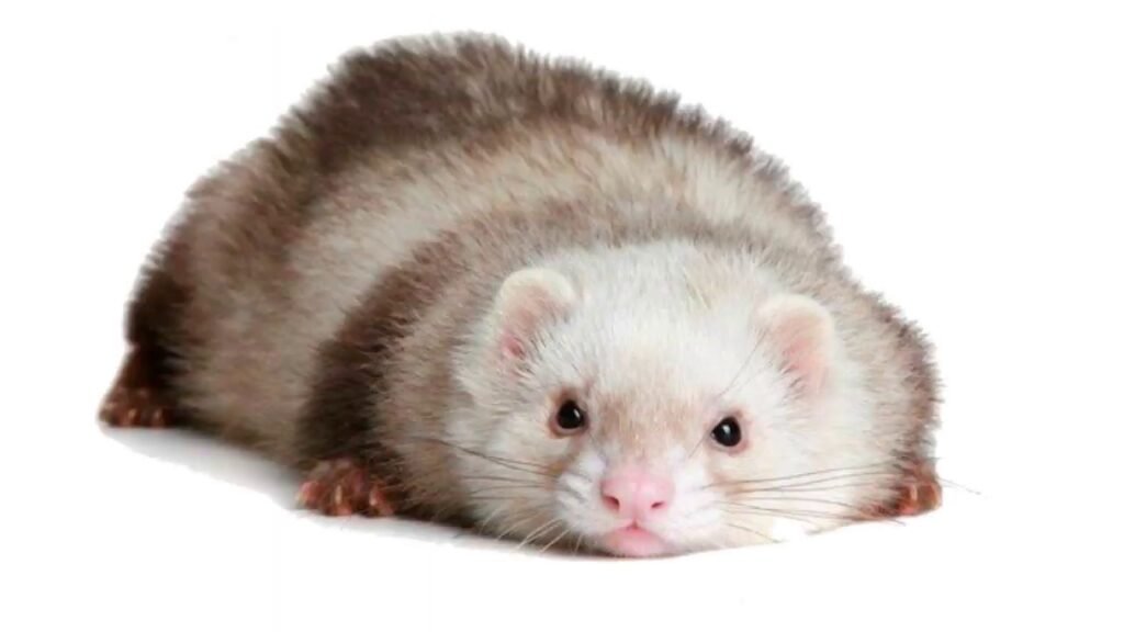 What Do Ferrets Do When They’re Upset?