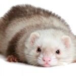 What Do Ferrets Do When They’re Upset?