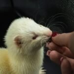 7 Common Ferret Mistakes New Owners Make (and How to Avoid Them)