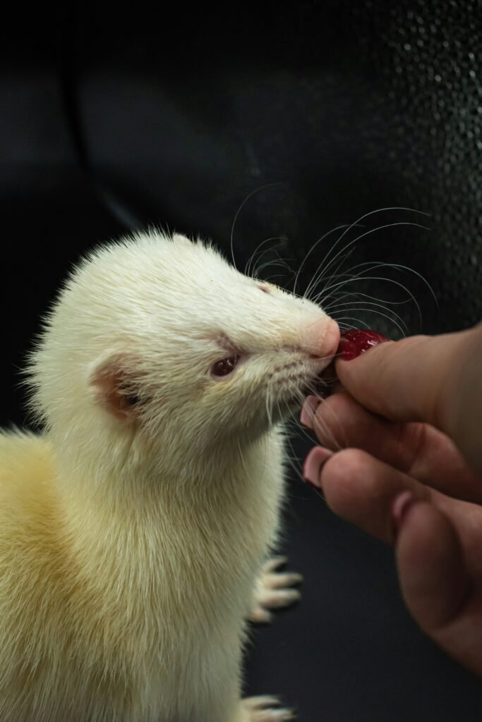 7 Common Ferret Mistakes New Owners Make (and How to Avoid Them)