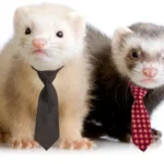 Why Ferrets Make Surprisingly Awesome Pets (And What You Need to Know First)