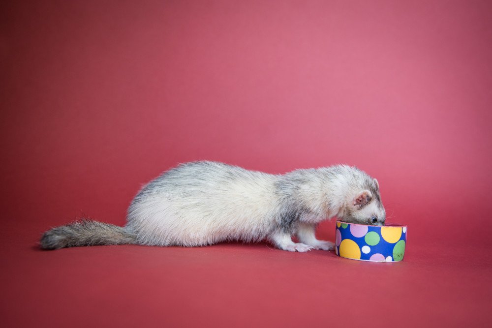 Hungry ferret enjoying a meal