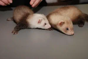 "Playful ferret posing for aesthetic profile photo"