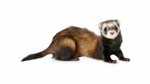 Cute ferret close-up used as a profile picture (PFP)