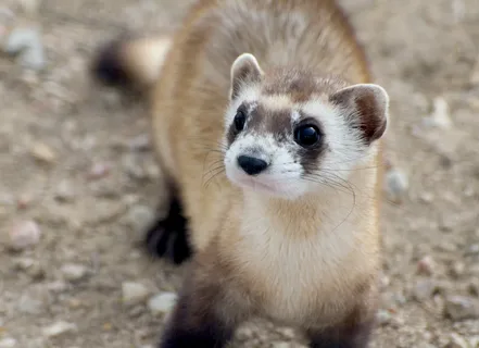  black-footed ferret standing alert on a rocky, sandy surface. With its striking dark eyes, masked face, and slender body, the ferret appears curious and watchful—an iconic pose of this playful and endangered species