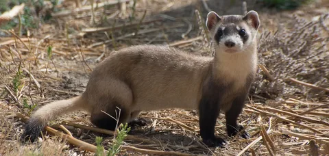 This image features a **black-footed ferret**, often associated with the playful and imaginative **ferret deer** concept. Standing alert in a dry, grassy field, the ferret displays its sleek body and masked face, perfectly capturing the curious charm behind the ferret deer inspiration.
