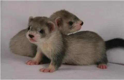 "A baby ferret peeking out of a cozy blanket, with bright eyes and a tiny pink nose."