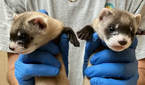 A playful baby ferrets cuddled together, showcasing their soft fur, tiny faces, and curious expressions