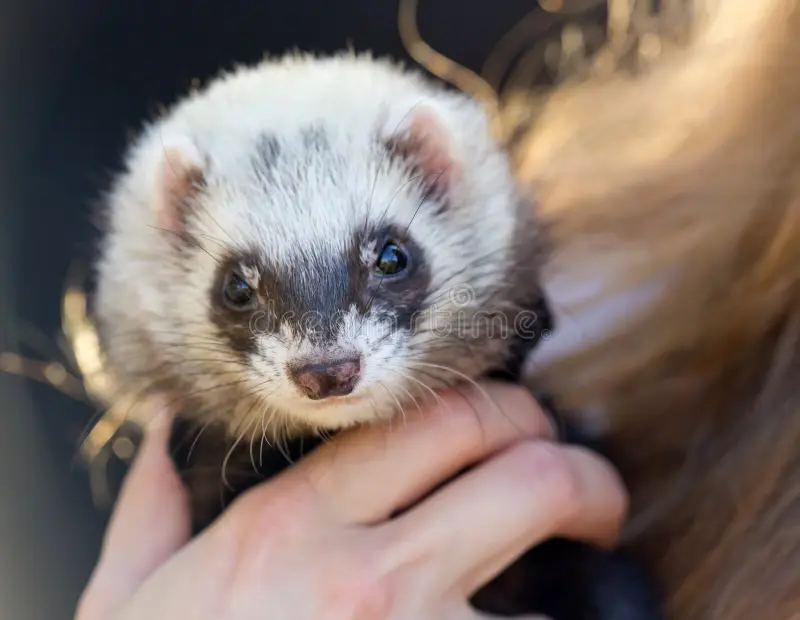 Funny ferret face edited for meme-style PFP